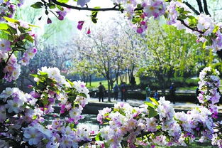 2012北京元大都海棠花节门票 地点 时间 交通攻略