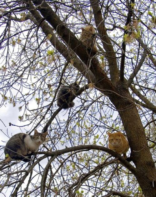 听说树上长满了猫咪 快去摘一个回来