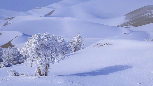 冰天雪地里的树 