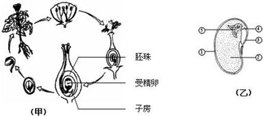 根据甲.乙两图回答以下问题 1 甲图为植物生殖和发育过程示意图.图中所示植物的传粉方式为异花异花传粉.甲图所示的生殖方式为有性有性生殖. 2 乙图为大豆种子结构示意图 