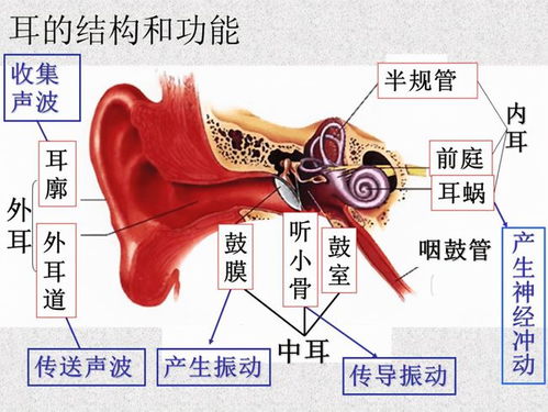 骨传导耳机究竟是不是智商税