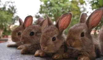 四川人一年消灭近3亿只兔子 民间流传吃兔肉影响生育