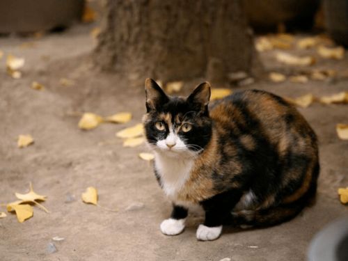 你听说过全球 最滞销 的玳瑁猫吗 养过才知道它的好