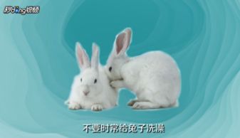 养兔子有什么坏处和好处?兔子难养吗？