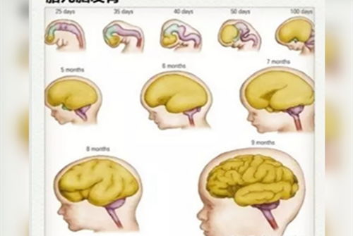 原创胎宝在妈妈肚子里两个大脑发育关键期，抓住了一出生就是聪明宝宝