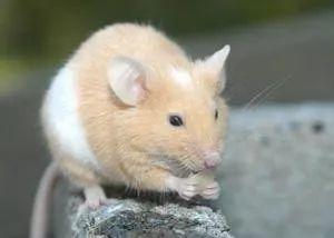 哪些月份出生的属鼠人命最好