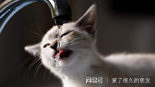 猫一滴都尿不出来,公猫尿不出来一天