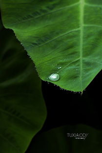 阴雨绵绵有号码打一准确生肖