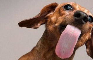 狗狗舌头的5个秘密,不是喜欢你才舔你 