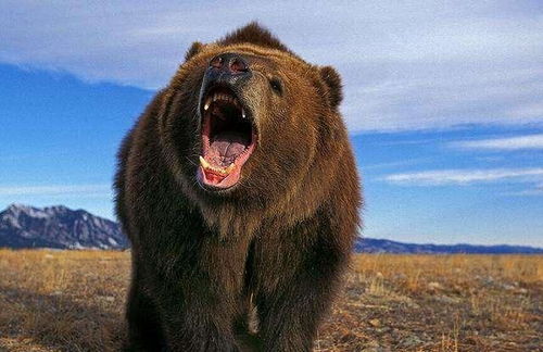 北极熊明明更大,为啥遇到棕熊要逃跑 母北极熊最怕遇到公棕熊