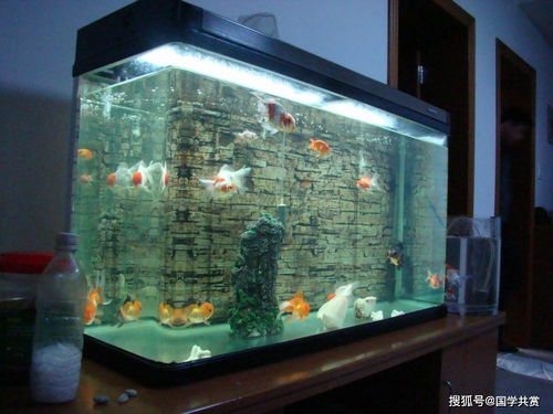 鱼缸放卧室会对环境污染