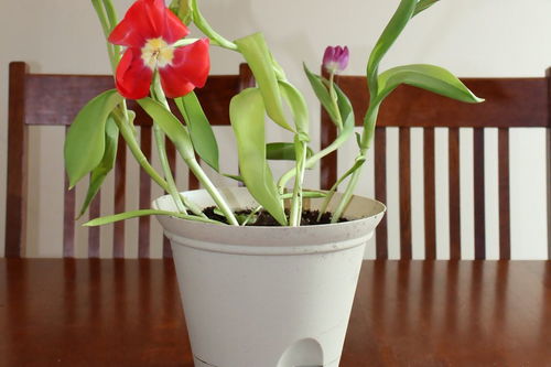 客厅摆放什么植物最能招财 