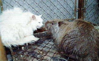 辟谣 揭露网传黑龙江30斤大老鼠的真相, 其实是