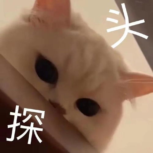 修猫猫表情包