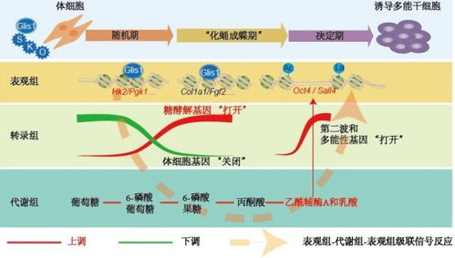 广州生物院发现细胞命运调控的 表观组 代谢组 表观组 跨界蝴蝶效应 