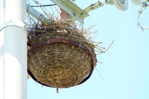 人工鸟巢能吸引鸟住吗 