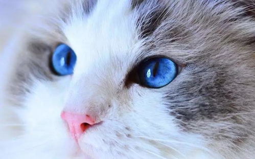 猫真的是近视眼吗 为什么猫的夜视能力那么强