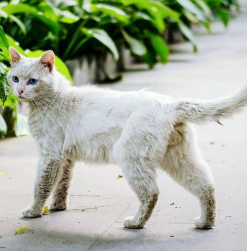 猫狗什么情况下需要洗牙呢 为什么宠物洗牙更贵 存在哪些风险