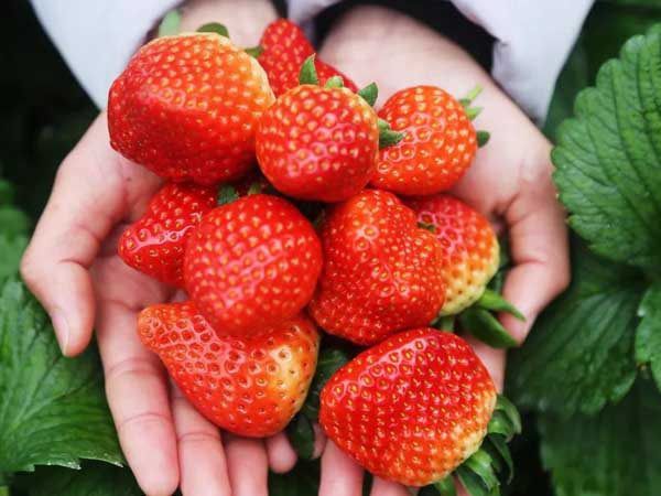 草莓需要施什么肥料,草莓用什么肥料最快？
