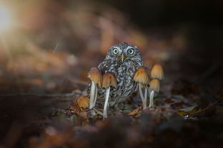 猫头鹰在蘑菇下避雨网络爆红 