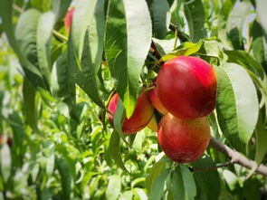 第4届山泰生态园油桃采摘文化节即将盛大开幕 快来享受甜蜜的夏日时光吧
