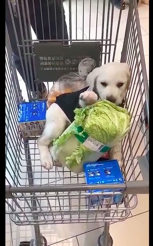 网友买了颗大白菜放在购物车里,狗狗躺在里面啃起来,真好养活啊