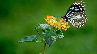 关于蝴蝶的成语诗句