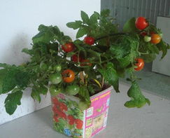 秘密小花园 心愿系列 DIY盆景 盆栽 迷你植物 迷你水果 草莓 