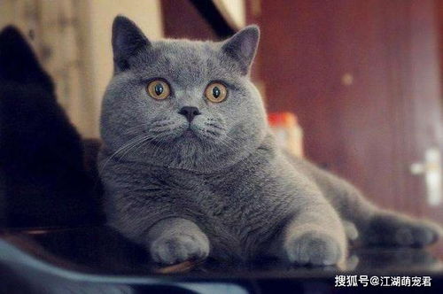 幼小蓝猫怎么养才是正确的(幼蓝猫图片)