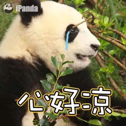 大熊猫便便做成纸巾啦 要不要买一包来擦擦嘴