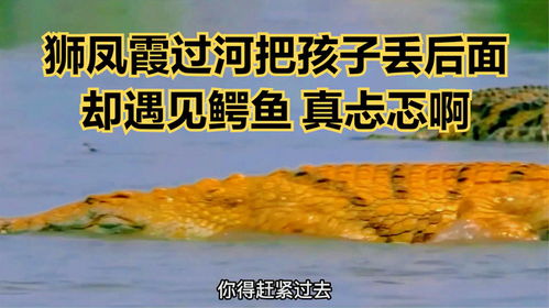 狮凤霞过河把孩子丢后面遇鳄鱼,忐忑啊