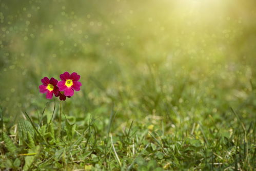 2021芒种生肖运势（2021年芒种交运）