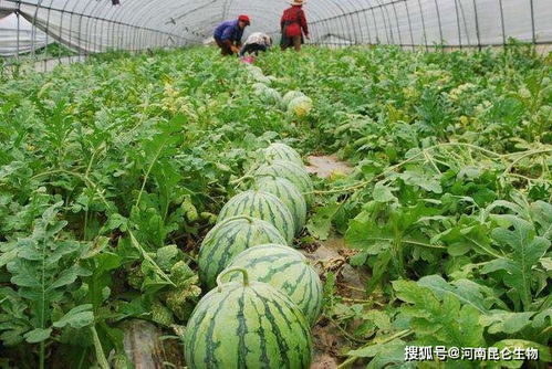 西瓜增甜靓果用什么肥料好 西瓜什么时间施肥好 西瓜增大用哪些肥料好