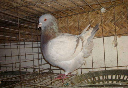四川肉鸽价格 一只肉鸽能卖多少钱