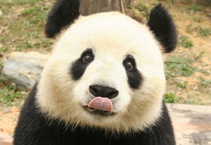 关于熊猫的电影,大熊猫丫丫和乐乐回国后现状