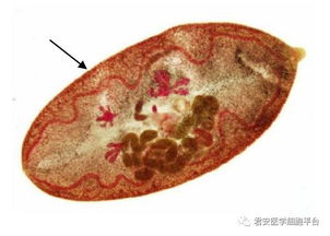 看图识细胞之 卫生部2017年寄生虫形态学质控 