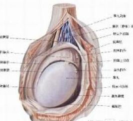 小儿先天性睾丸发育不全 搜狗百科 