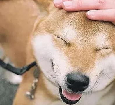人们习惯性的摸狗头,在狗狗眼里这意味着什么吗