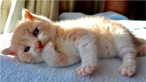善良的夫妇收养了一只小橘猫,一段时间后却发现猫咪有身体缺陷 