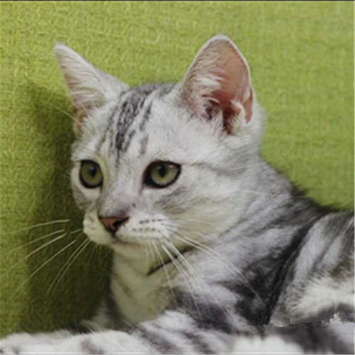 图 广东佛山美短加白猫幼崽一般多少钱一只 佛山宠物猫 佛山列表网 