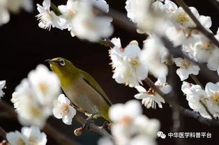 倒春寒 养生有道