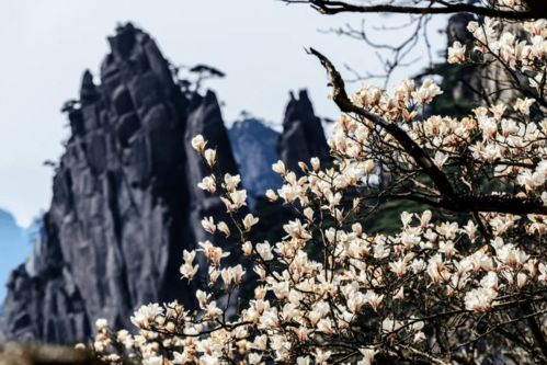 春风十里 又见黄山 女生专场直播预告来咯