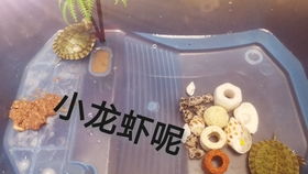 如何自己制作一个好看好用的乌龟缸(怎么制作一个乌龟缸)