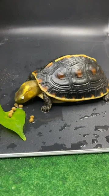 乌龟能吃什么,乌龟能吃什么水果和蔬菜
