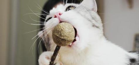 你家猫吃猫薄荷吗