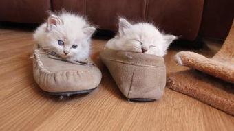 猫咪喜欢闻臭袜子,它们是有异物癖吗 原因让铲屎官感动