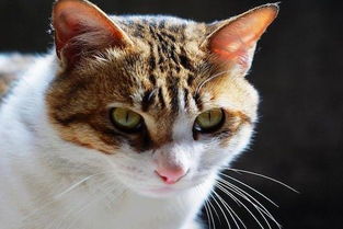 农村常见的五种猫,玄猫最神奇,简州猫有四个耳朵 