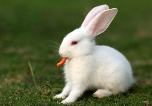 兔子能吃胡萝卜吗 