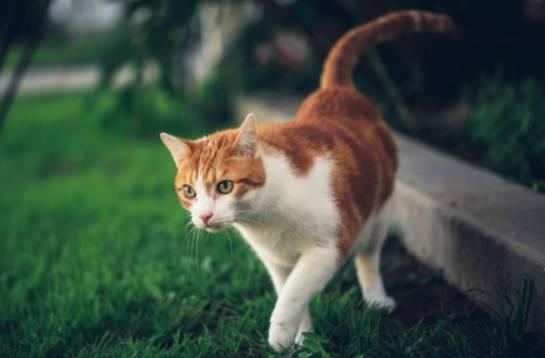 养猫的朋友注意啦 蚊香 杀虫剂对猫咪有极大危害, 严重会致死