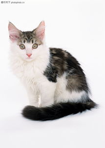 可爱之猫0079 可爱之猫图 动物图库 可爱 干净 白胸 